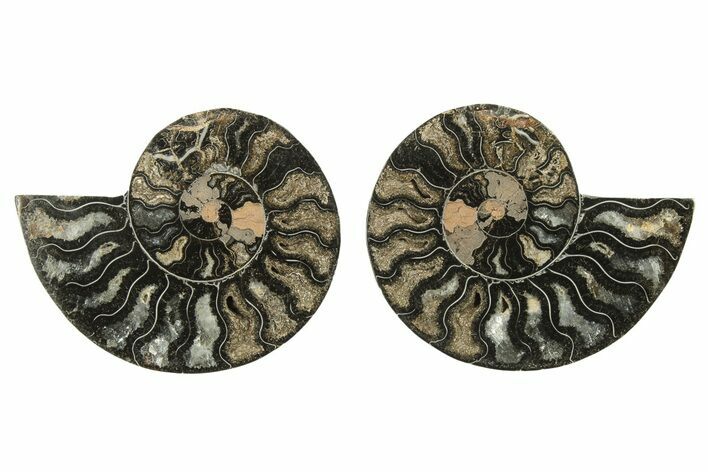 Cut & Polished Ammonite Fossil - Unusual Black Color #263315